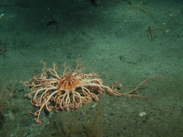 Basket sea star (Gorgonocephalus eucnemisin) soft bottom habitat Picture
