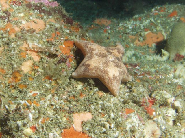 Cushion sea star (Pteraster tesselatus) in rocky reef habitat up close Picture