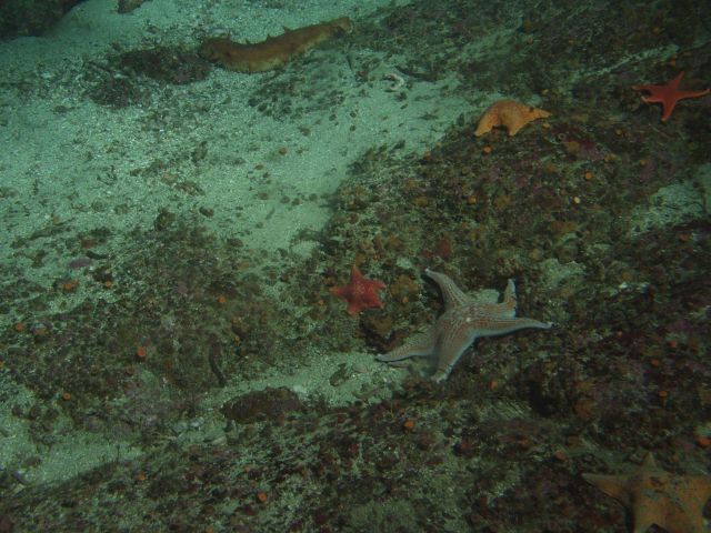 Leather star (Dermasterias imbricata) and bat stars at 30 meters depth. Picture