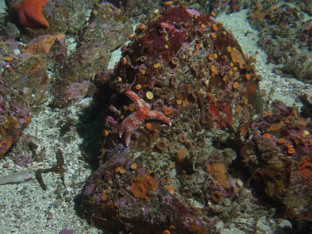 Invertebrate cover on boulder in sandy habitat. Picture