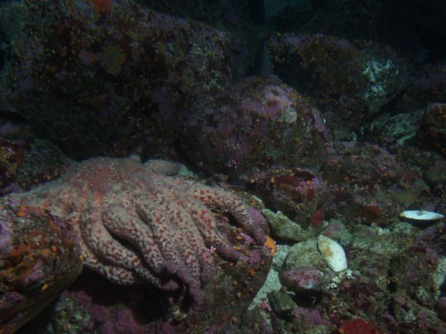 Sunflower sea star (Pycnopodia helianthoides) and shell hash in sandy boulder habitat at 30 meters depth. Picture