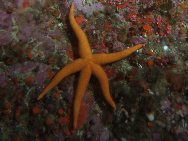 Sea Star (Henricia leviuscula) up close on rocky reef habitat Picture