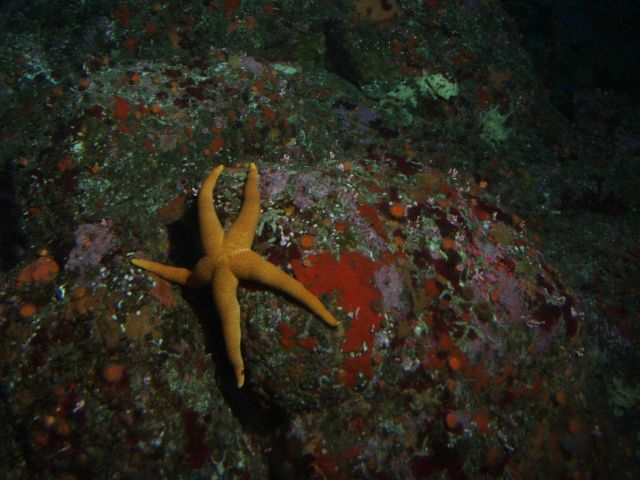 Sea star (Asterina sp.) up close in rocky reef habitat at 90 meters depth Picture