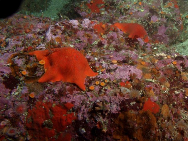 Bat Sea Stars (Asterina minuita) in rocky reef habitat at 31 meters depth Picture