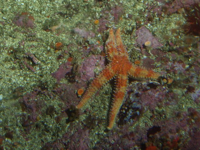 Sea star (Asterina sp.) up close in rocky reef habitat at 31 meters depth Picture