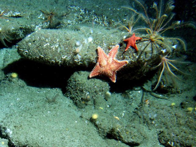 Feathered crinoids (Florometra serratissima) and bat stars in sandy boulder habitat at 115 meters depth Picture