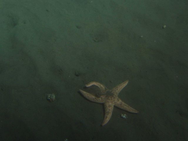 Seastar (Solaster spp.) on soft bottom habitat at 35 meters Picture