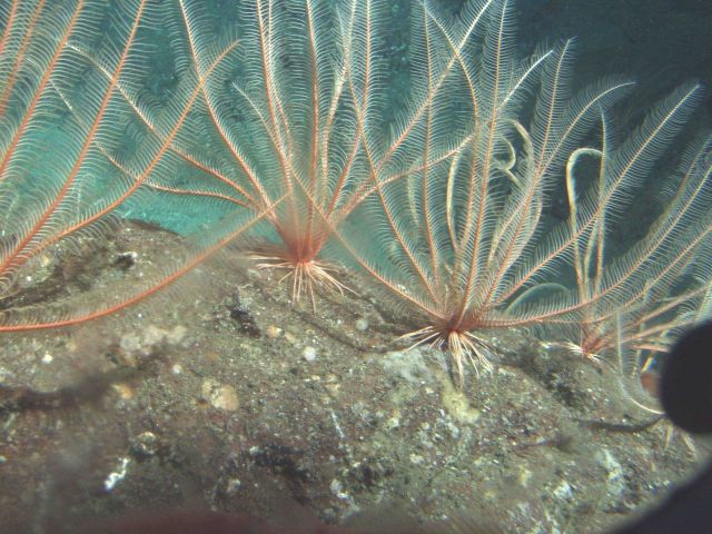 Feathered Crinoids (Florometra serratissima) Picture