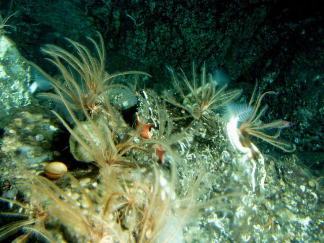 Close up of feathered crinoids (Florometra serratissima) on boulder at 115 meters depth Picture