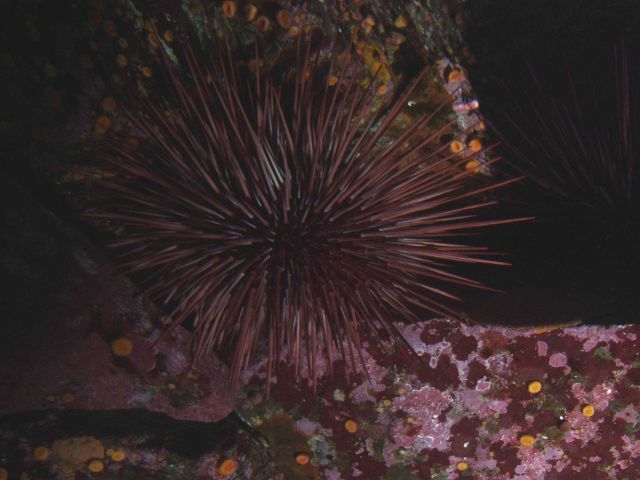 Red sea urchin (Strongylocentrotus franciscanus). Picture