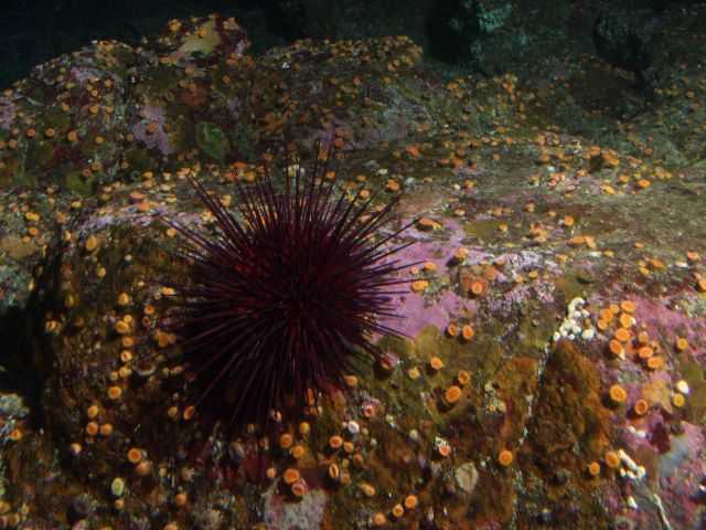 Red Sea Urchin (Strongylocentrotus franciscanus) and cup coral on boulder in reef habitat at 30 meters depth. Picture