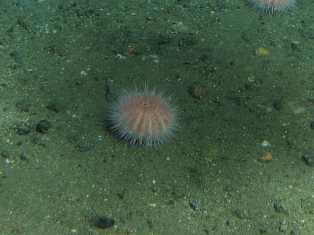 Sea Urchin on soft bottom at 175 meters depth Picture