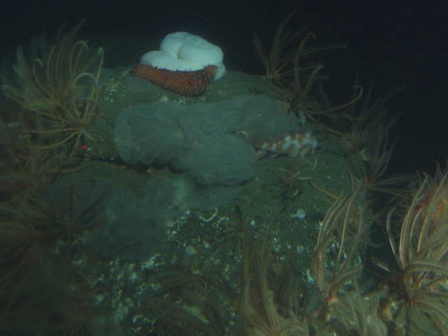 Unidentified tunicate, rockfish and other invertebrates on boulder in soft bottom habitat. Picture