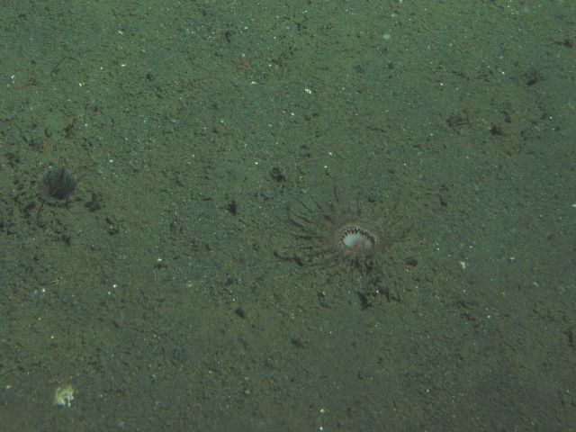 Unidentified invertebrate at 175 meters depth Picture
