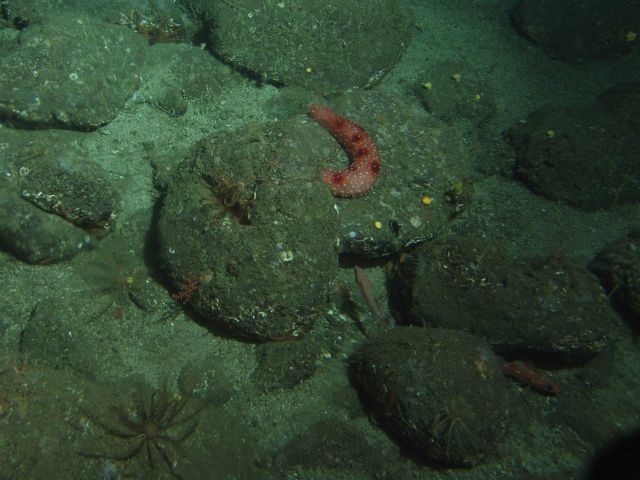 California sea cucumber (Parastichopus californicus) and rockfish in sandy boulder habitat at 131 meters depth Picture