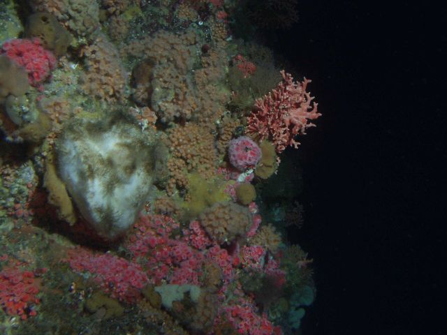 Dense invertebrate cover on rocky reef habitat at 90 meters depth Picture