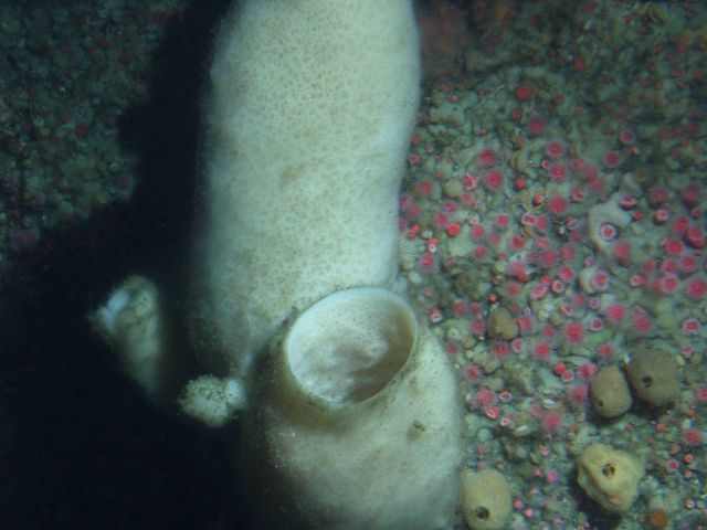 White Vase Sponge (Ircinia campana) up-close at 90 meters depth Picture