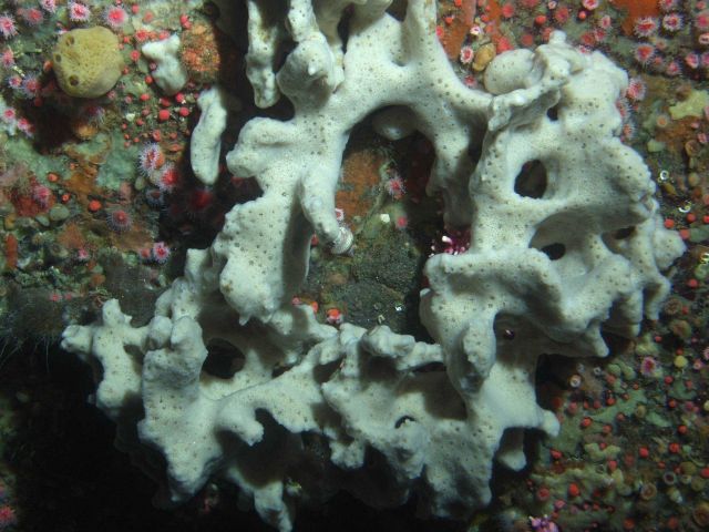 White Sponge (Ircinia campana) up close in reef habitat at 90 meters depth Picture