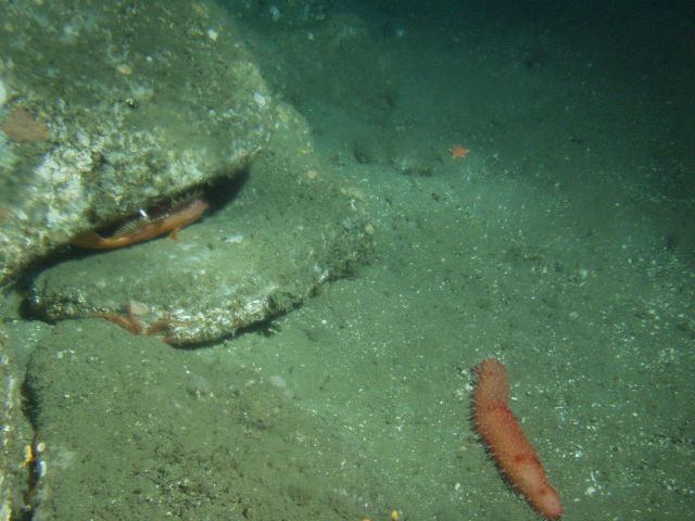 Rockfish in crevice and sea cucumber at 150 meters depth Picture
