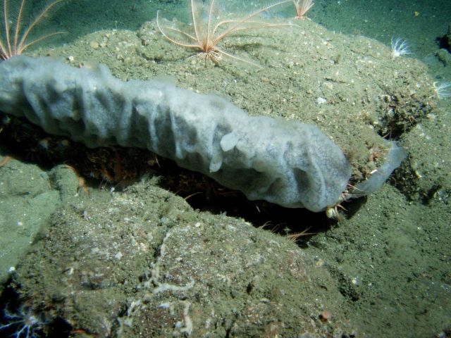 Unidentified tunicate close up in soft bottom habitat at 115 meters depth Picture