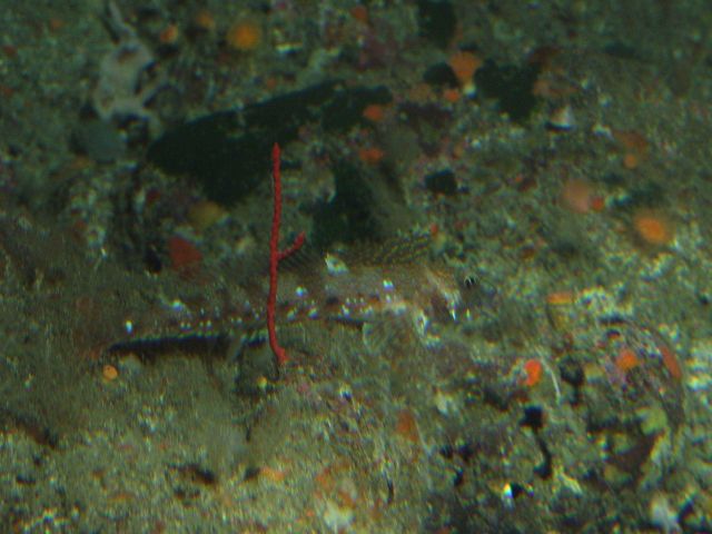 Feathered crinoids (Florometra serratissima) on rocky habitat at 74 meters depth Picture