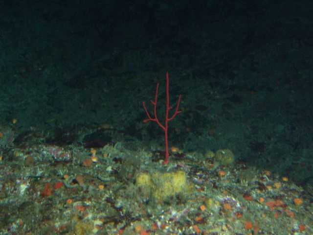 Red Gorgonian (Lophogorgia sp.) hydrocoral on rocky reef habitat at 65 meters depth Picture