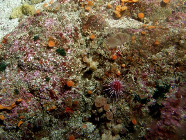 Red Urchin (Strongylocentrotus franciscanus) and invertebrates on rocky reef habitat at 95 meters depth Picture
