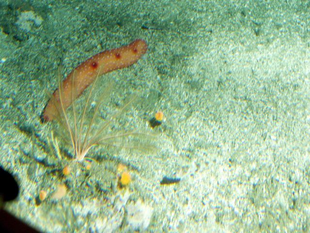 California sea cucumber (Parastichopus californicus) close up in rocky reef habitat at 35 meters depth Picture