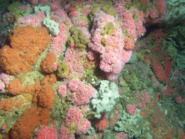 Coral and invertebrate dense cover on rocky reef habitat at 65 meters depth Picture