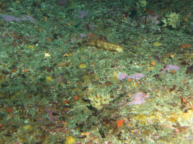 California Sea Cucumber (Parastichopus californicus) and invertebrates in rocky reef habitat at 65 meters depth Picture