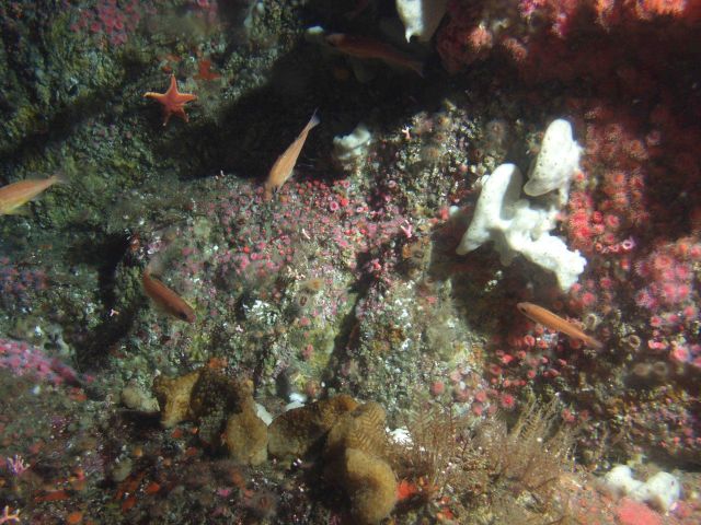 Small rockfish on invertebrate covered rocky reef habitat Picture