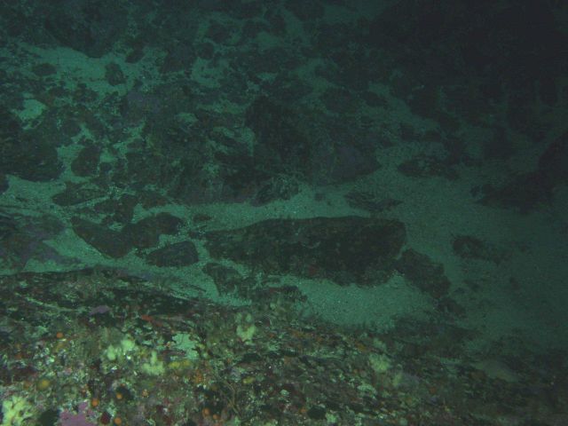 Sand patches within rocky boulder habitat at 57 meters depth Latitude 37 59 N., Longitude 123 24 W. Picture