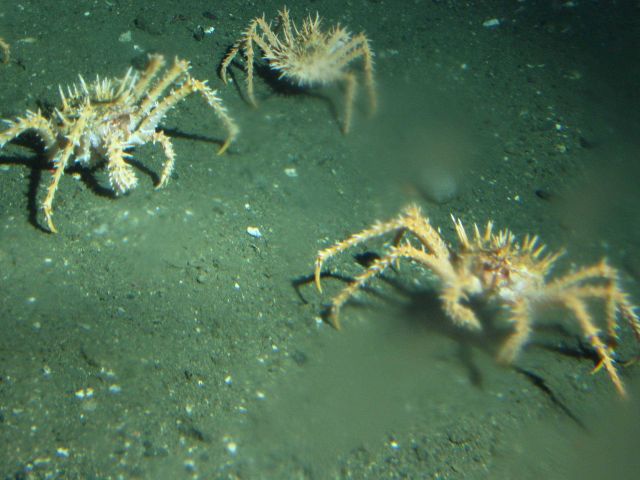 Spider Crabs (Loxorhynchus crispatus) in soft bottom habitat at 302 meters Picture