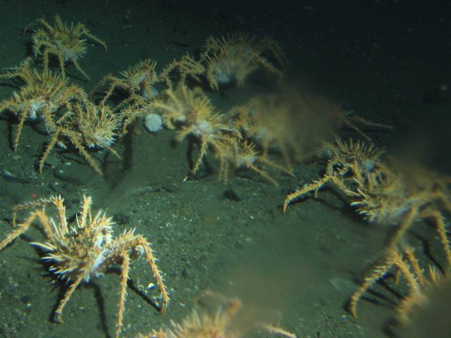 Spider Crabs (Loxorhynchus crispatus) in soft bottom habitat at 302 meters Picture