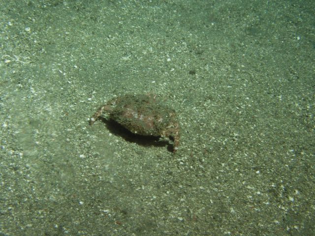 Box crab (Lopholithodes foraminatus) on soft bottom habitat at 302 meters Picture