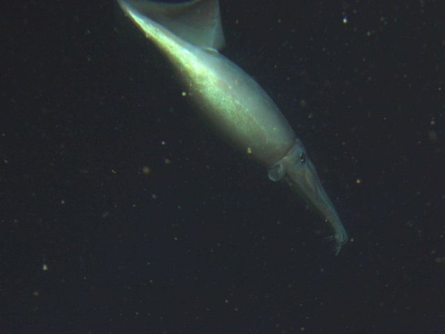 Humboldt squid (Dosidicus gigas) close up at 250 meters Picture