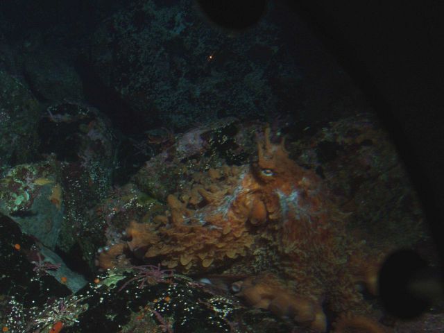 Giant Pacific Octopus (Octopus dofleini) in boulder habitat at 90 meters depth Picture