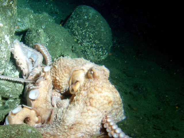 Giant pacific octopus (Octopus dofleini) on boulder habitat at 115 meters depth Picture