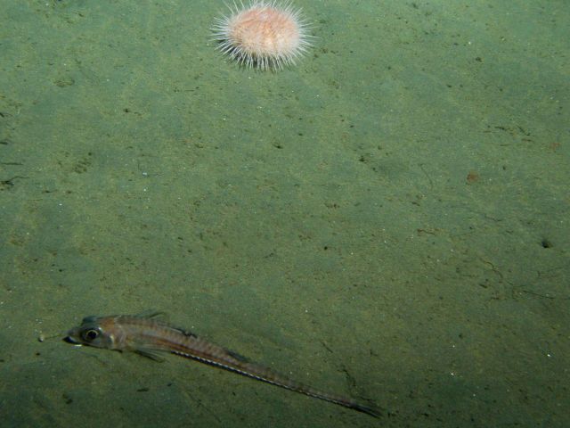 Poacher and urchin on soft sediment of the continental shelf at 150 meters depth Picture