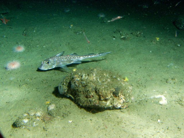 Spotted ratfish (Hydrolagus colliei) in soft bottom habitat at 175 meters depth Picture