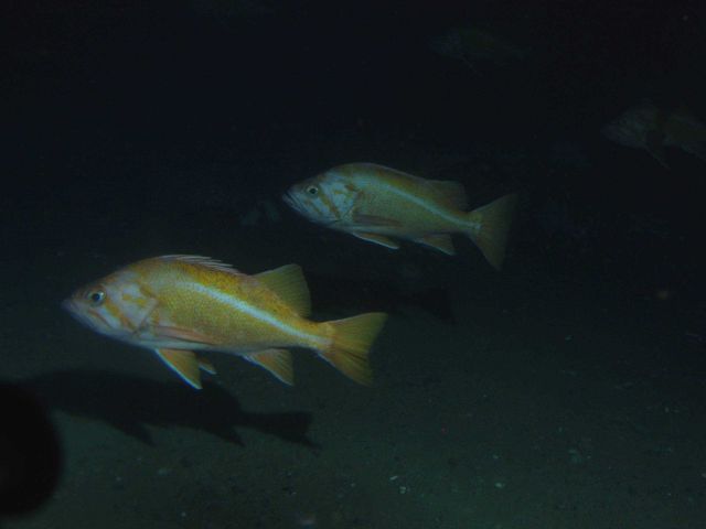 Two canary rockfish (Sebastes miniatus) in pelagic region of rocky reef at 175 meters depth Picture