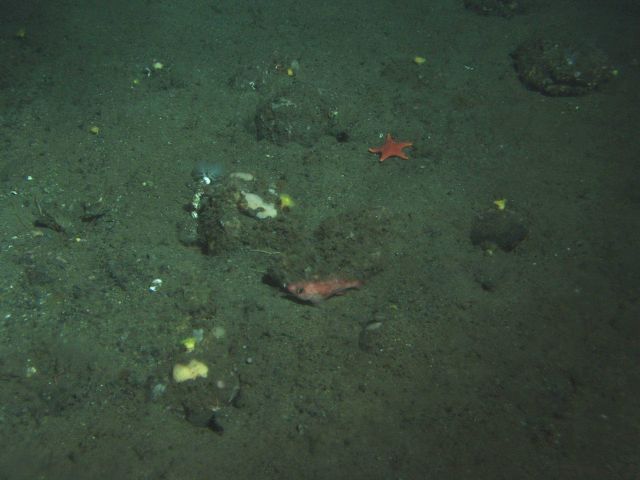 Rockfish, christmas tree worm and red star on sand cobble habitat at 130 meters depth Picture
