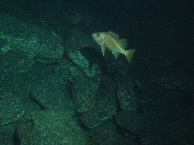 Canary rockfish (Sebastes miniatus) over bolder habitat at 115 meters depth Picture