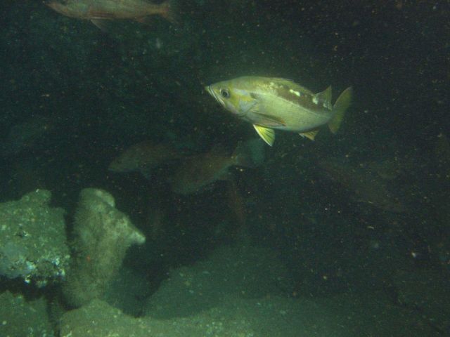 Yellowtail Rockfish (Sebastes flavidus) school on sandy boulder habitat at 116 meters depth Picture