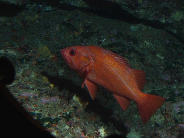 Vermillion Rockfish (Sebastes miniatus) close up with invertebrates on rock outcropping at 57 meters depth Picture