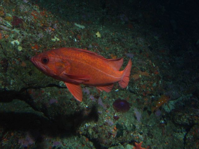 Vermillion rockfish (Sebastes miniatus) in reef habitat up close at 90 meters depth Picture