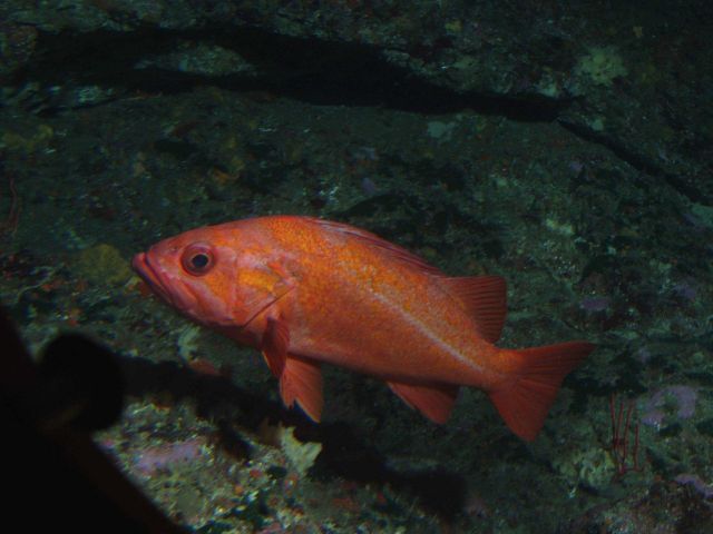 Vermillion Rockfish (Sebastes miniatus) close up with invertebrates on rock outcropping at 57 meters depth Picture