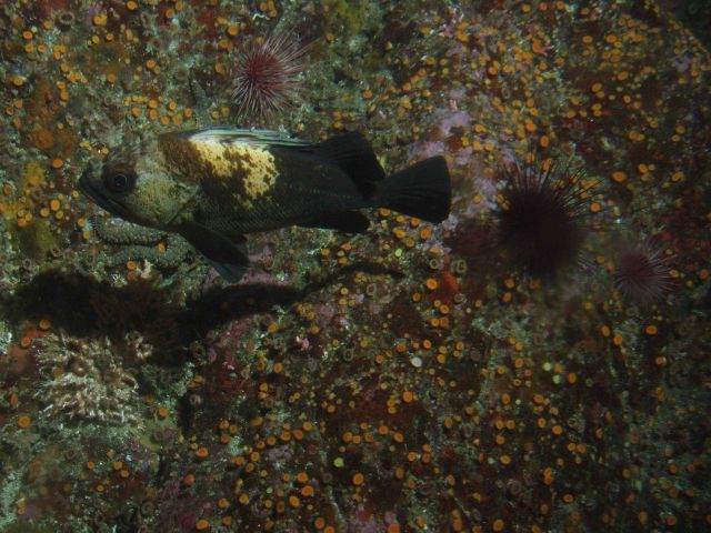 Quillback rockfish (Sebastes maliger) at 25 meters depth Picture