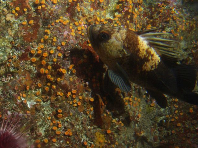 Quillback rockfish (Sebastes maliger) at 25 meters depth Picture