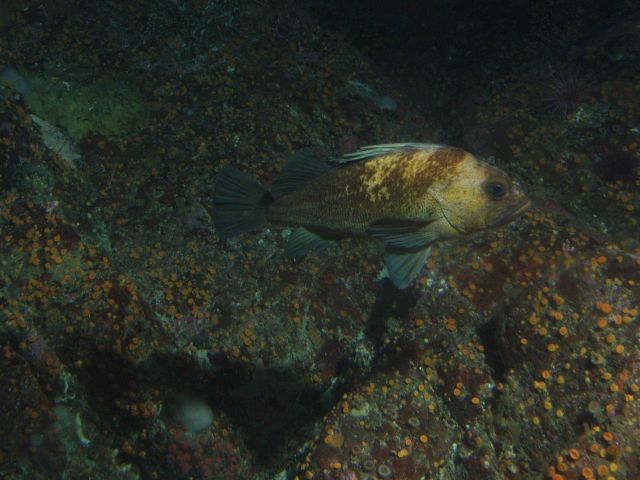 Quillback rockfish (Sebastes maliger) in rocky reef habitat up close at 25 meters depth Picture